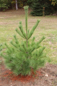 Eastern White Pine